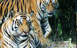 ranthambore